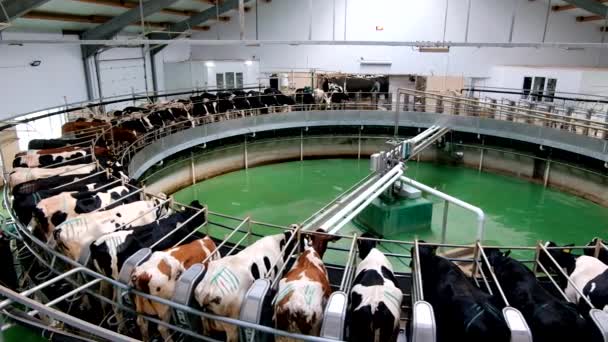 Vacas Leiteiras Por Sistema Rotativo Ordenha Industrial Automático Fazenda Diário — Vídeo de Stock