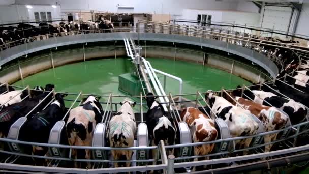 Mjölkkor Med Automatisk Roterande Industrimjölkningssystem Modern Dagboksgård — Stockvideo