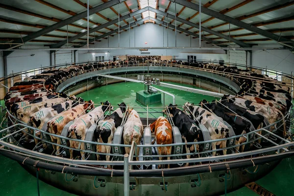 Kühe Durch Automatisches Industrielles Melkrotationssystem Modernem Milchviehbetrieb Melken — Stockfoto