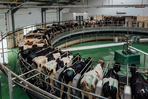 Milking Cows Automatic Industrial Milking Rotary System Modern Diary Farm — Stock Photo, Image