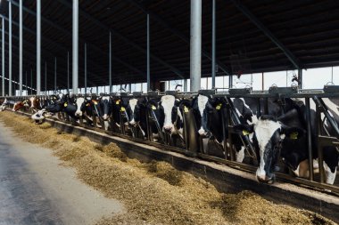 Holstein Frizya günlük inekleri ücretsiz çiftlik hayvanları ahırında.