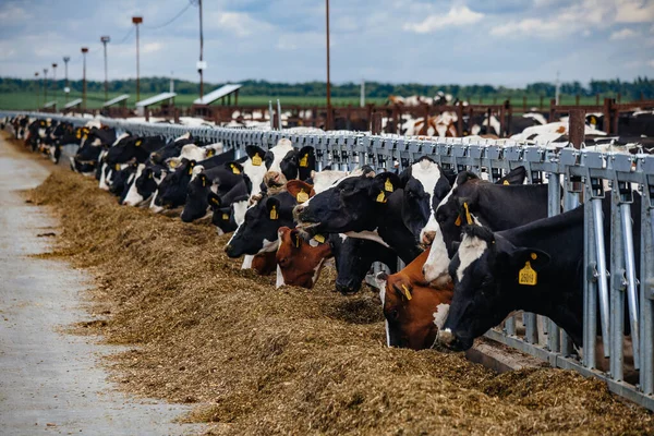 Holstein Frísio Diário Vacas Livre Aberto Stall — Fotografia de Stock