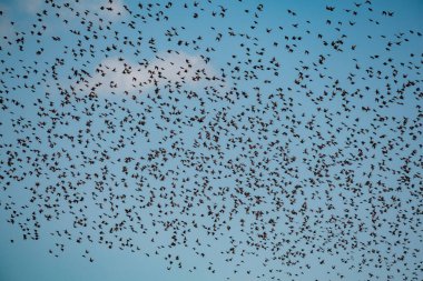 Bulutlu mavi arka planda uçan kuş sürüsü.