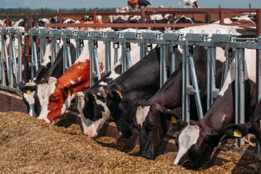 Holstein Frizya 'nın günlük inekleri açık ahırda.
