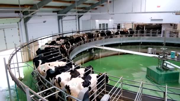 Vacas Leiteiras Por Sistema Rotativo Ordenha Industrial Automático Fazenda Diário — Vídeo de Stock