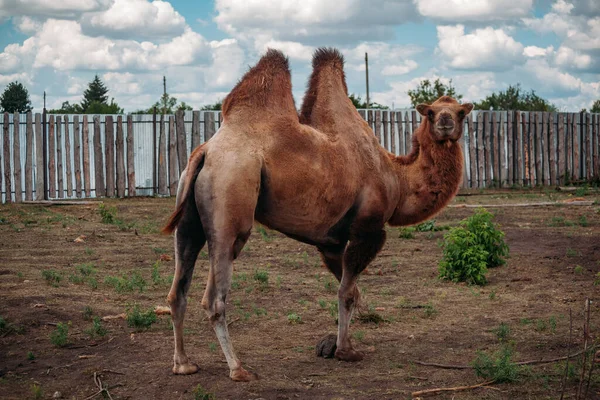 Домашний Бактрианский Верблюд Ферме — стоковое фото