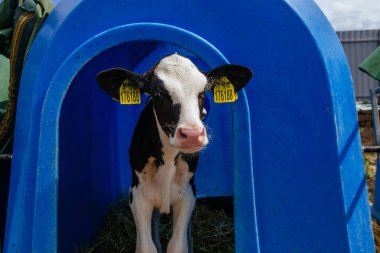 Genç Holstein Holstein buzağı çiftliğindeki mavi buzağı evinde.