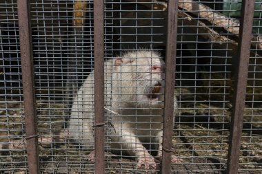 Beyaz hindistan cevizi Myocastor coypus çiftlikteki kafeste.