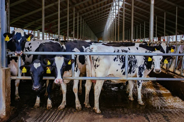 Tagebuchkühe Modernen Freilandstall — Stockfoto