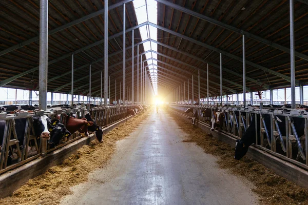 Vacas Diário Estábulo Gado Livre Moderno — Fotografia de Stock