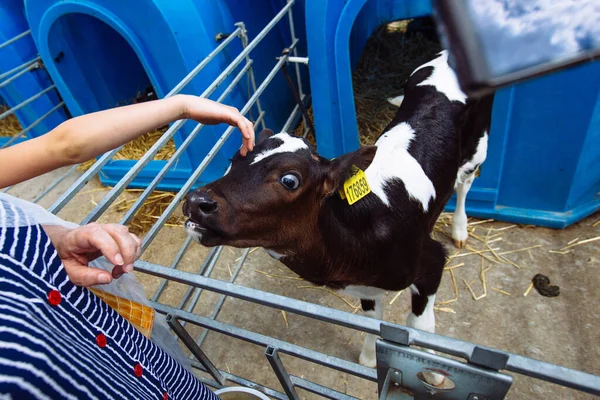 Babys Hand Berührt Und Streichelt Neugieriges Kalb — Stockfoto