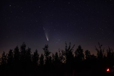 Neowise Kuyruklu Yıldızı C 2020 F3 Gece Ormanı üzerinde