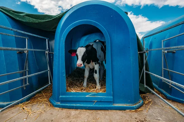 Jeune veau Holstein dans un poulailler bleu à la ferme du journal intime — Photo