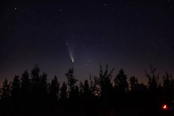 Cometa Neowise C 2020 F3 sobre bosque nocturno — Foto de Stock