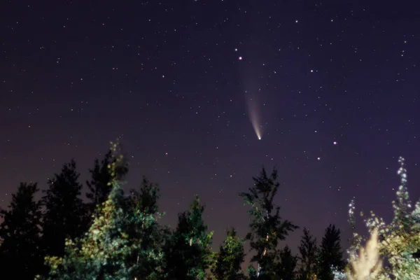 Neowise comet C 2020 F3 above night forest Stock Photo