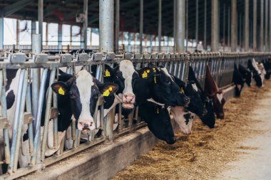 Holstein Frizya günlük inekleri ücretsiz çiftlik hayvanları ahırında