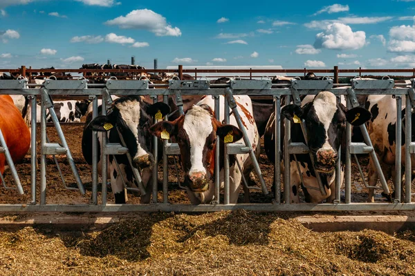 Holstein Frisian ημερολόγιο αγελάδες σε ελεύθερη ανοιχτή στάβλο — Φωτογραφία Αρχείου