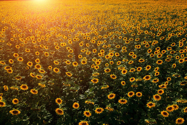 Поле подсолнухов в летний день, вид с воздуха.