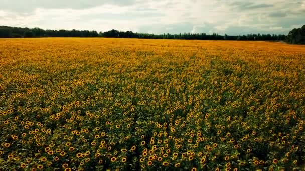 Vuelo Sobre Campo Girasoles Día Verano — Vídeos de Stock