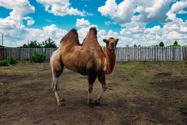 Домашний Бактрианский Верблюд Верблюжьей Ферме — стоковое фото