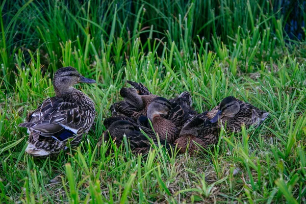 Famille Canards Dans Herbe — Photo