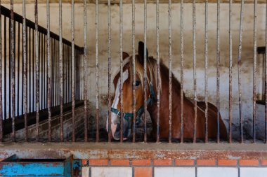 Parmaklıkların arkasındaki at, yaklaşın..