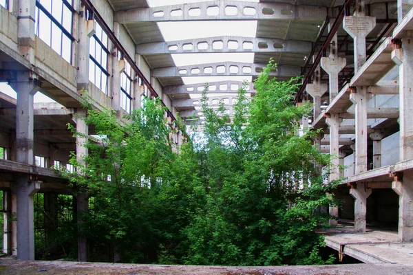 Antiguo edificio industrial arruinado abandonado cubierto de plantas y árboles — Foto de Stock