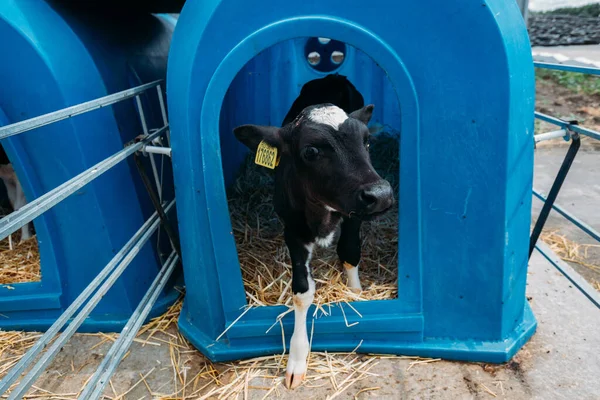 Jeune Veau Holstein Dans Poulailler Bleu Ferme Journal Intime — Photo