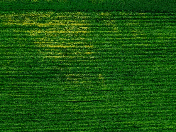 Vue Aérienne Champ Agricole Prise Par Drone — Photo