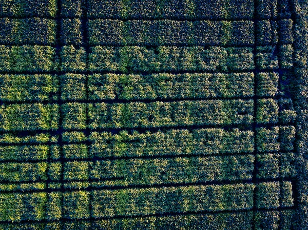 Vue Aérienne Champ Agricole Prise Par Drone — Photo