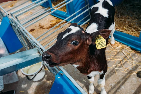 Junges Holsteinkalb Auf Dem Bauernhof — Stockfoto