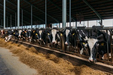 Holstein Frizya günlük inekleri ücretsiz çiftlik hayvanları ahırında.