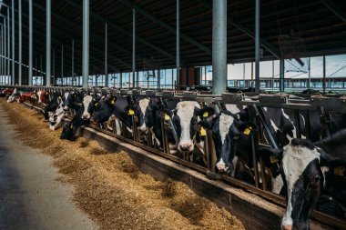 Holstein Frizya günlük inekleri ücretsiz çiftlik hayvanları ahırında.