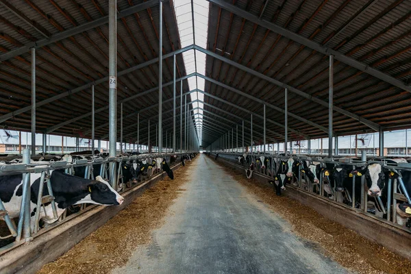 Modern hayvancılık tezgahındaki sıradan inekler..