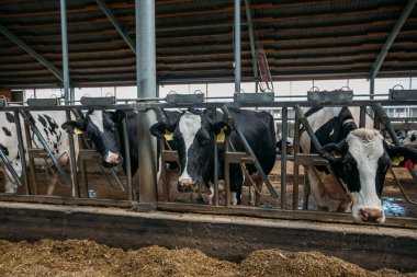 Holstein Frizya günlük inekleri ücretsiz çiftlik hayvanları ahırında.