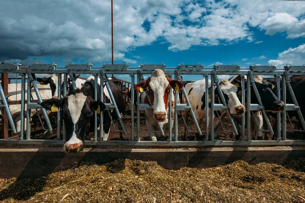 Holstein Frizya 'nın günlük inekleri açık ahırda.