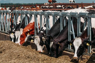 Holstein Frizya 'nın günlük inekleri açık ahırda.