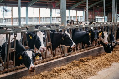 Holstein Frizya günlük inekleri ücretsiz çiftlik hayvanları ahırında.
