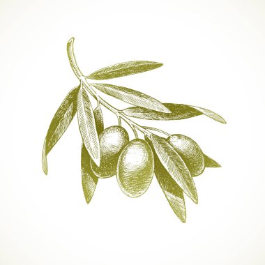 El çizimi zeytin dalı - Vektör illüstrasyonu.