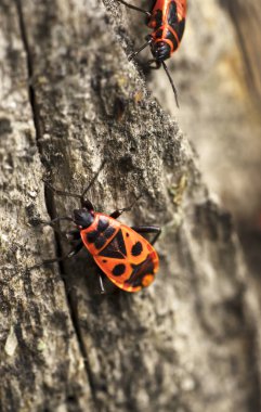 Turuncu böcek bir ağaç değildir.
