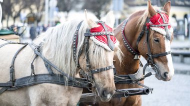 Şehirde atları olan bir at.