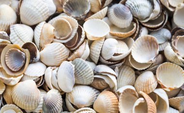 Deniz kabukları ile arka plan