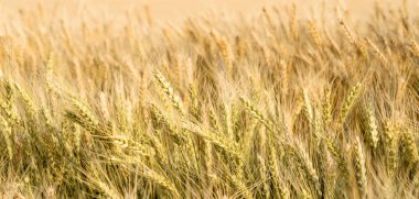 spikelets buğday alanında