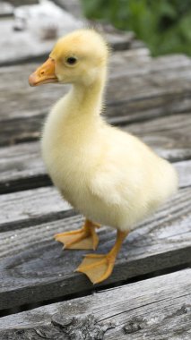 Ağaçta küçük bir ördek yavrusu