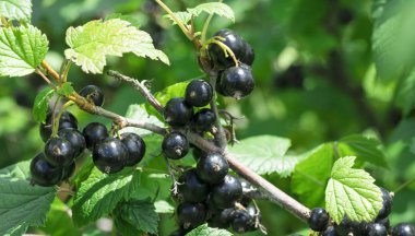 Blackberry Cassis, kapat.