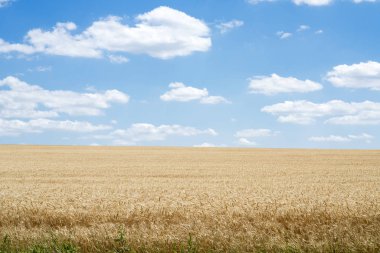 Buğday tarlası ve mavi gökyüzü