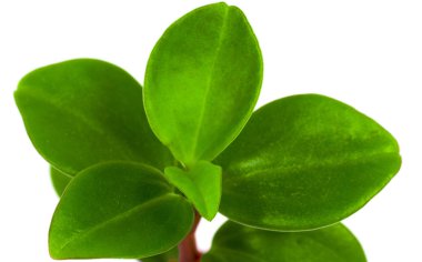 Beyaz arkaplanda yapraklar