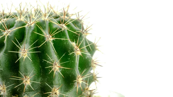 Cactus Sobre Fondo Blanco —  Fotos de Stock