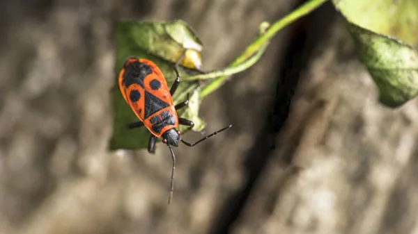 Orange Insect Green Leaf — 스톡 사진