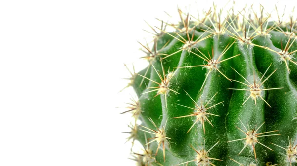 Cactus Sobre Fondo Blanco —  Fotos de Stock